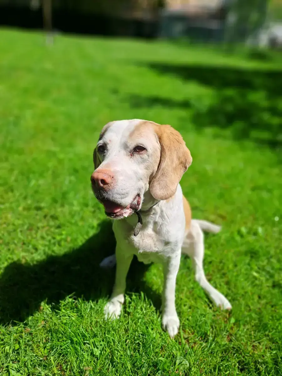 Shaila - Beagle - Bild 5