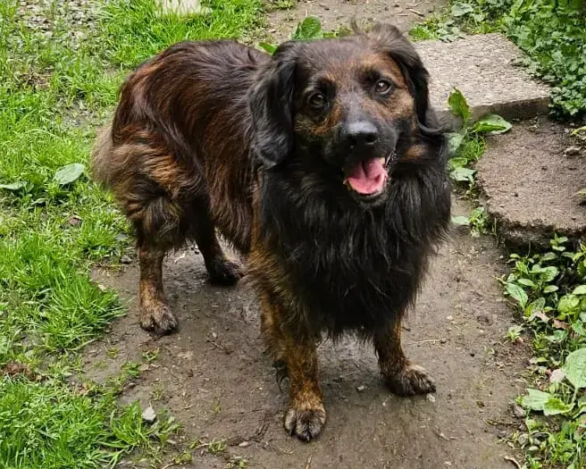 Odin -  - Bild 1