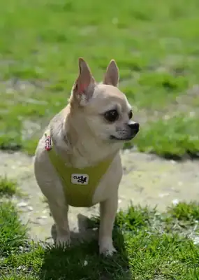 Pucki – Hund – Bild 15