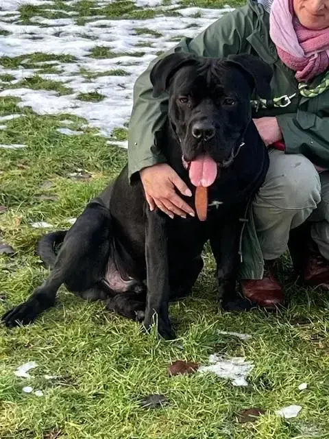 Cane Corso Italiano Marlin