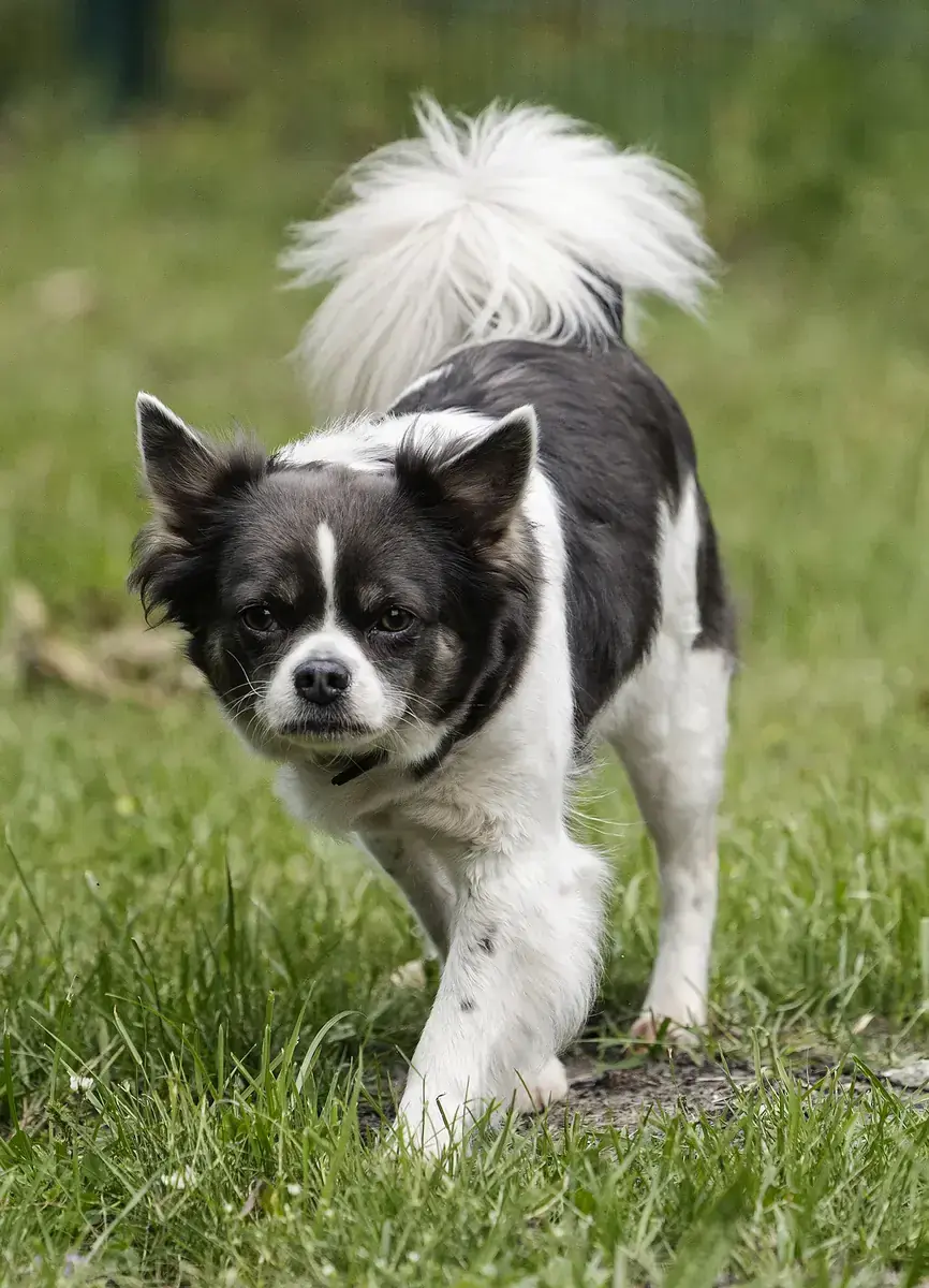 Lilli - Französische Bulldogge, Chihuahua - Bild 5