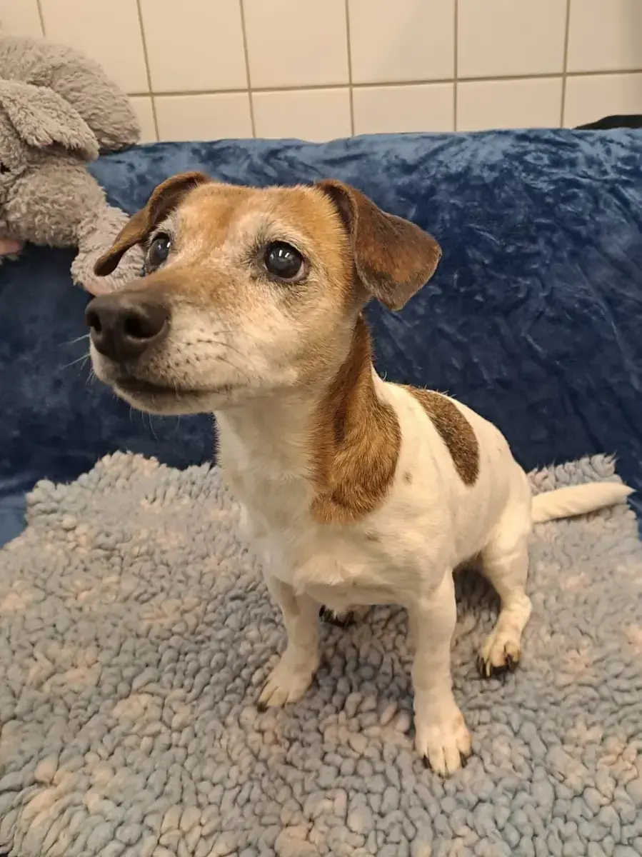 Emma - Jack Russell Terrier - Bild 2