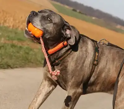 Drago – Cane Corso Italiano – Bild 11