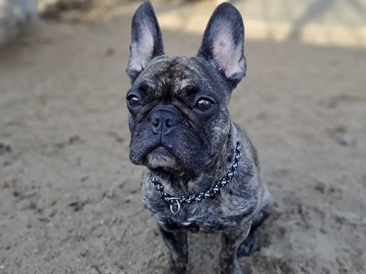 Caja - Französische Bulldogge - Bild 1
