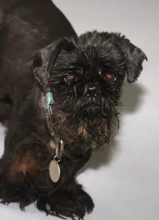 Betty - Shih Tzu - Bild 7