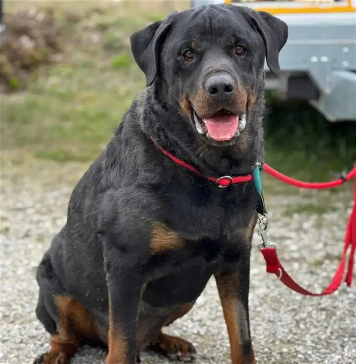 PABLO - Rottweiler - Bild 3