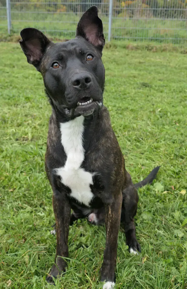 Maverick -  - Bild 2