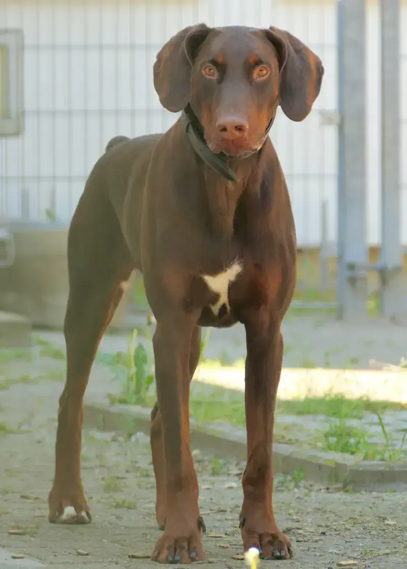 Rocky - Dobermann - Bild 2