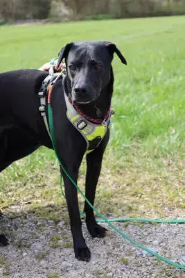 Emmi - Labrador Retriever - Bild 1