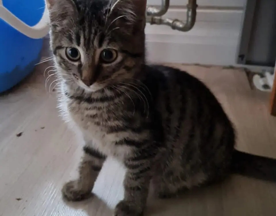 Simba -  - Bild 4