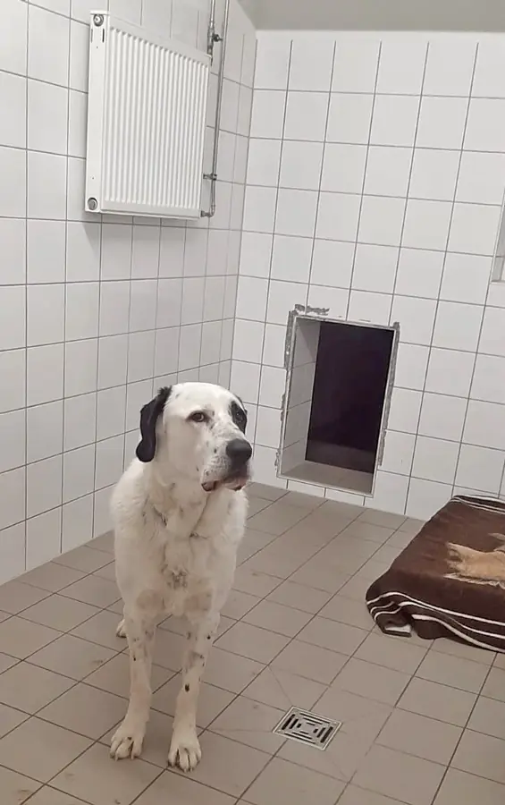Balou - Zentralasiatischer Owtscharka - Bild 4