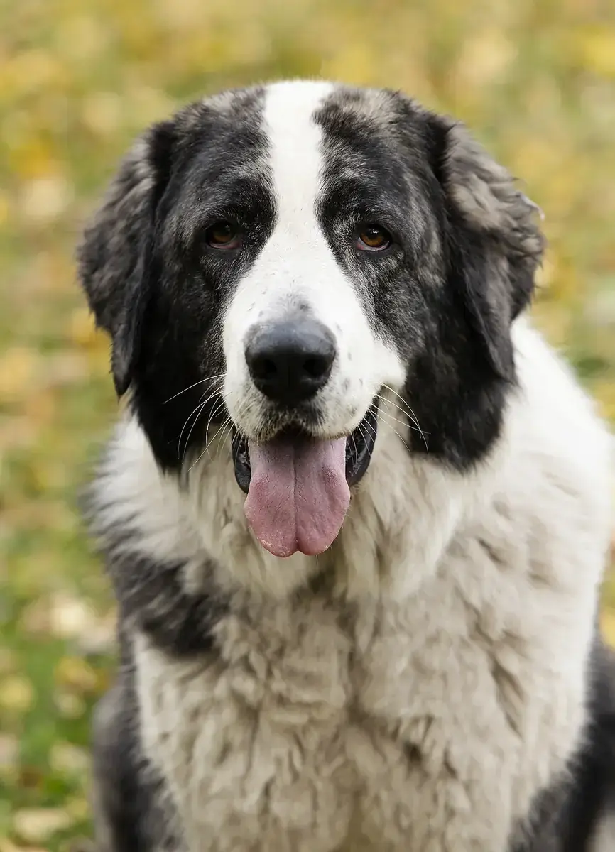Bella -  - Bild 2