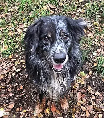 Australian Shepherd Freddy