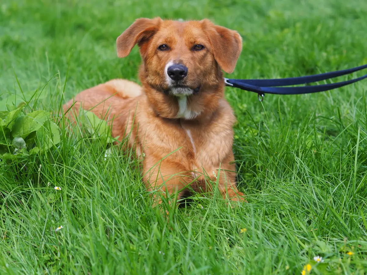 Sandy -  - Bild 8