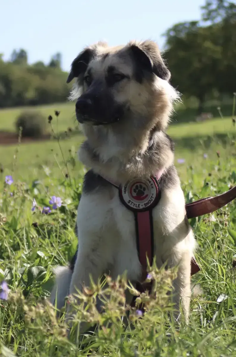 Hund Suki