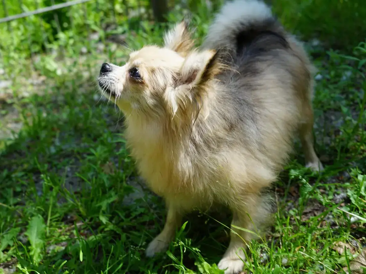 Pixie - Chihuahua - Bild 3