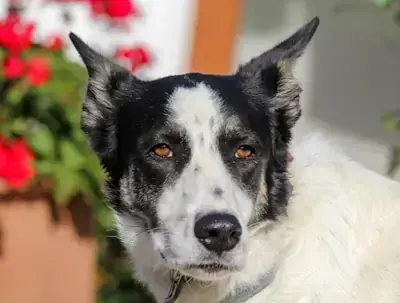 Artur -  - Bild 1