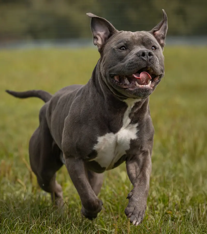 Hippo - American Staffordshire Terrier - Bild 1