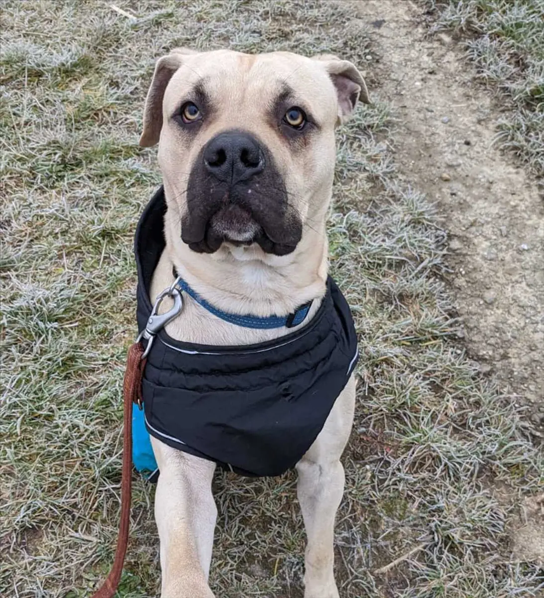 Baki - Dogo Canario - Bild 2