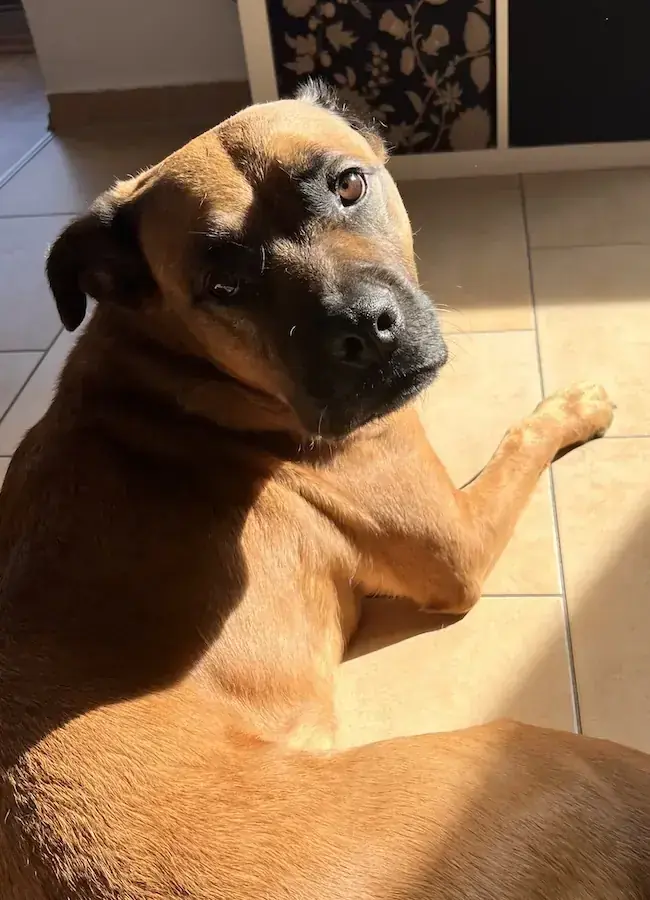 Diva - Rottweiler - Bild 12