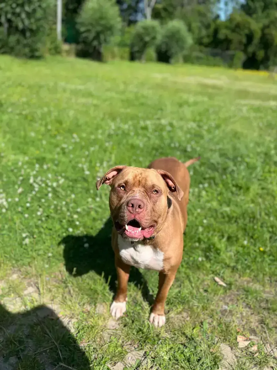 Cane Corso Italiano-Mix Chico