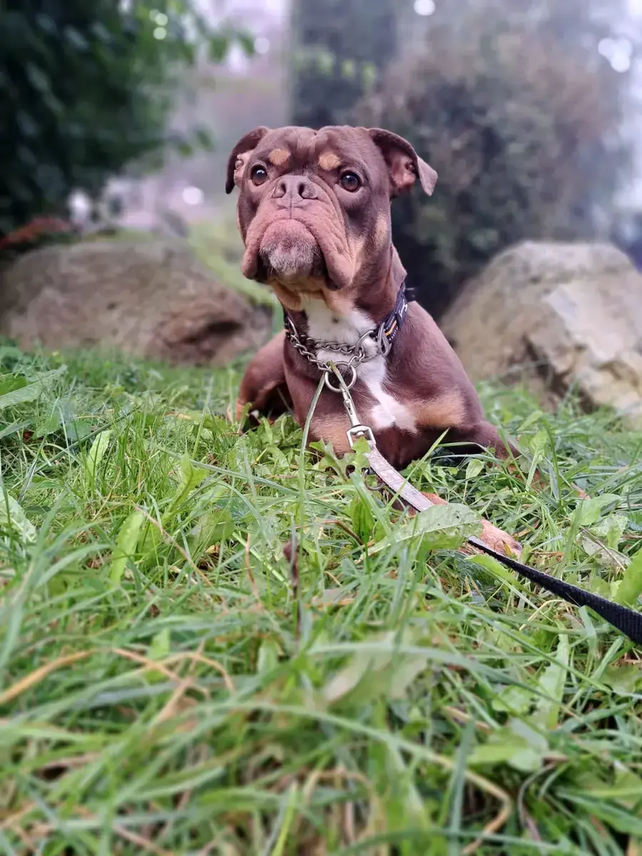 Timba -  - Bild 3