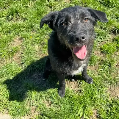 Gerda – Hund – Bild 10