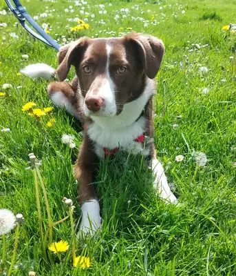 Lupo – Mischling – Bild 3