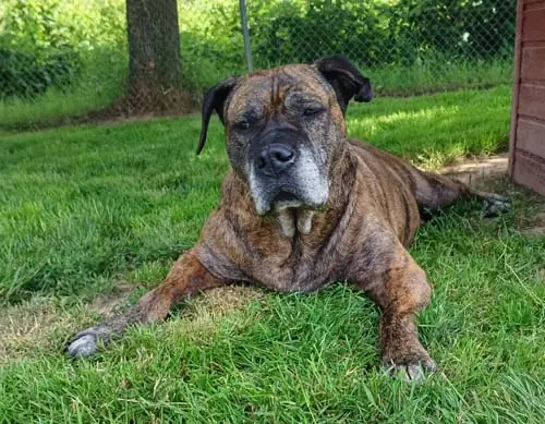 Tira -  - Bild 4