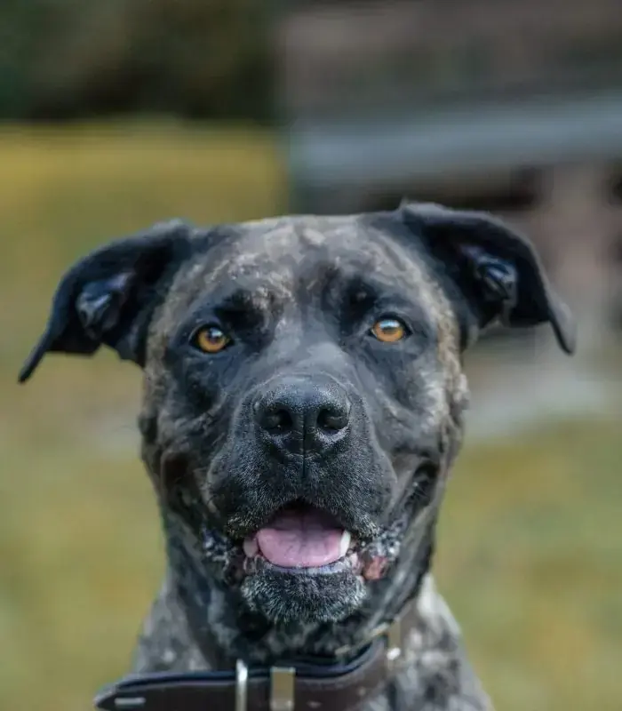 Cora - Dogo Canario - Bild 5