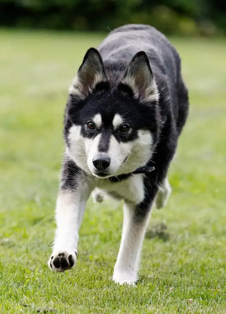 Müsli - Siberian Husky, Deutscher Schäferhund - Bild 5
