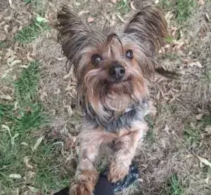 Yorkshire Terrier Magda