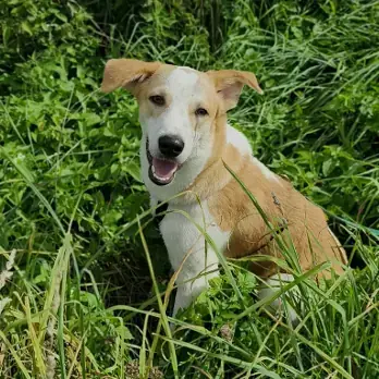 Otis -  - Bild 1