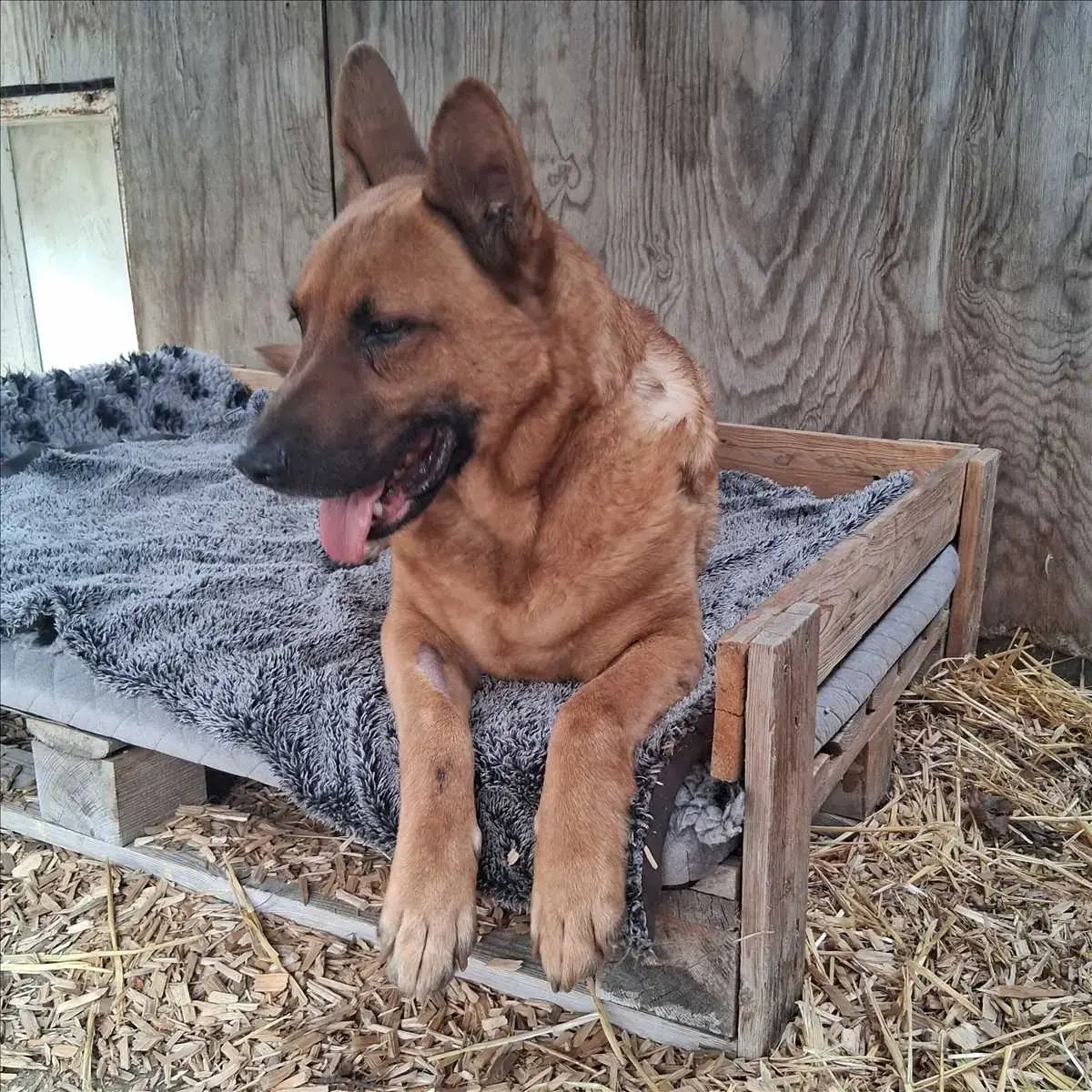 SÖREN - Deutscher Schäferhund - Bild 4