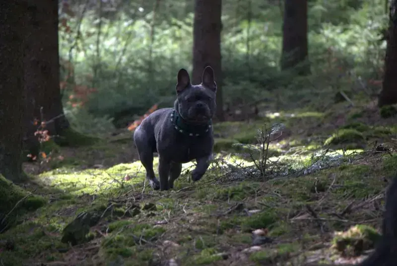 Cooper -  - Bild 17