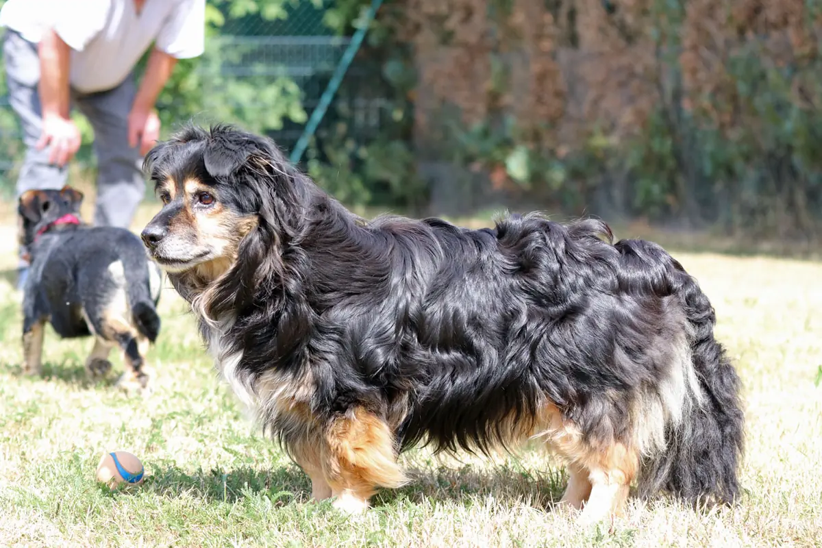 Buddy -  - Bild 8