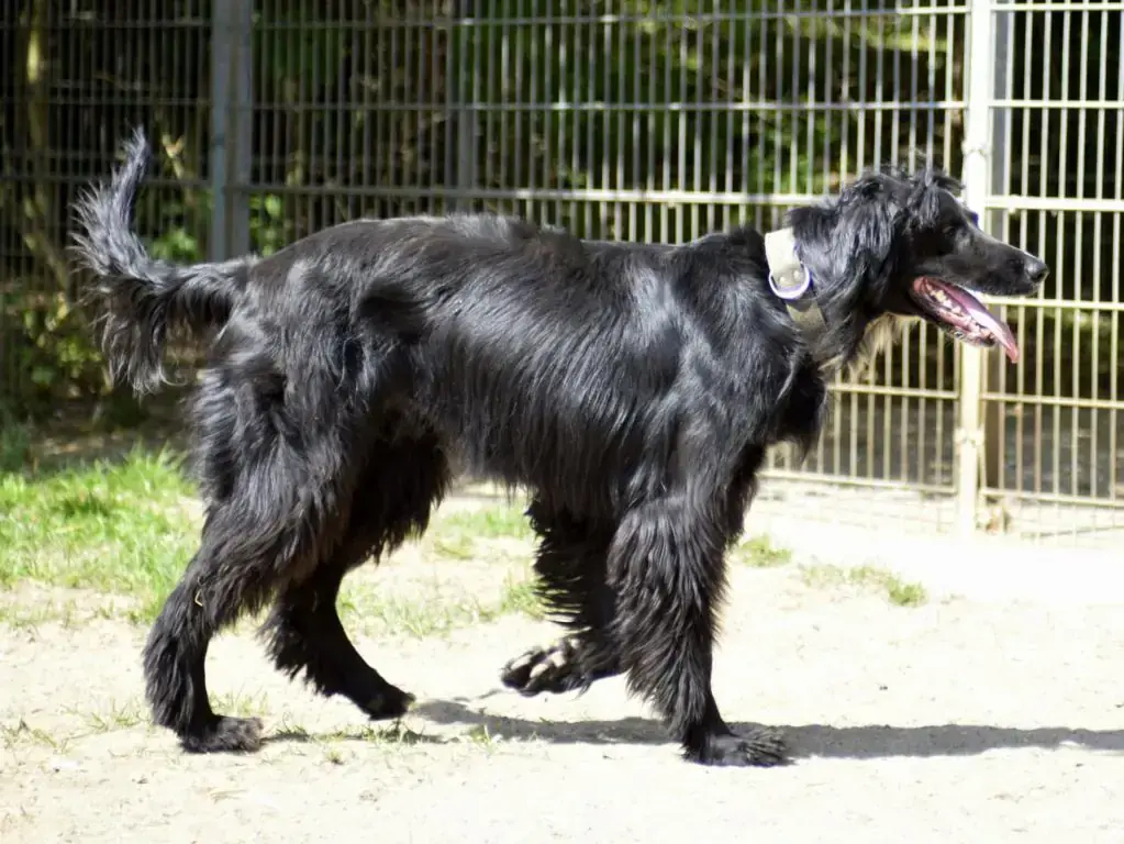 Osman -  - Bild 5