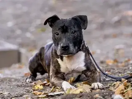 American Staffordshire Terrier-Mix Schmidtke