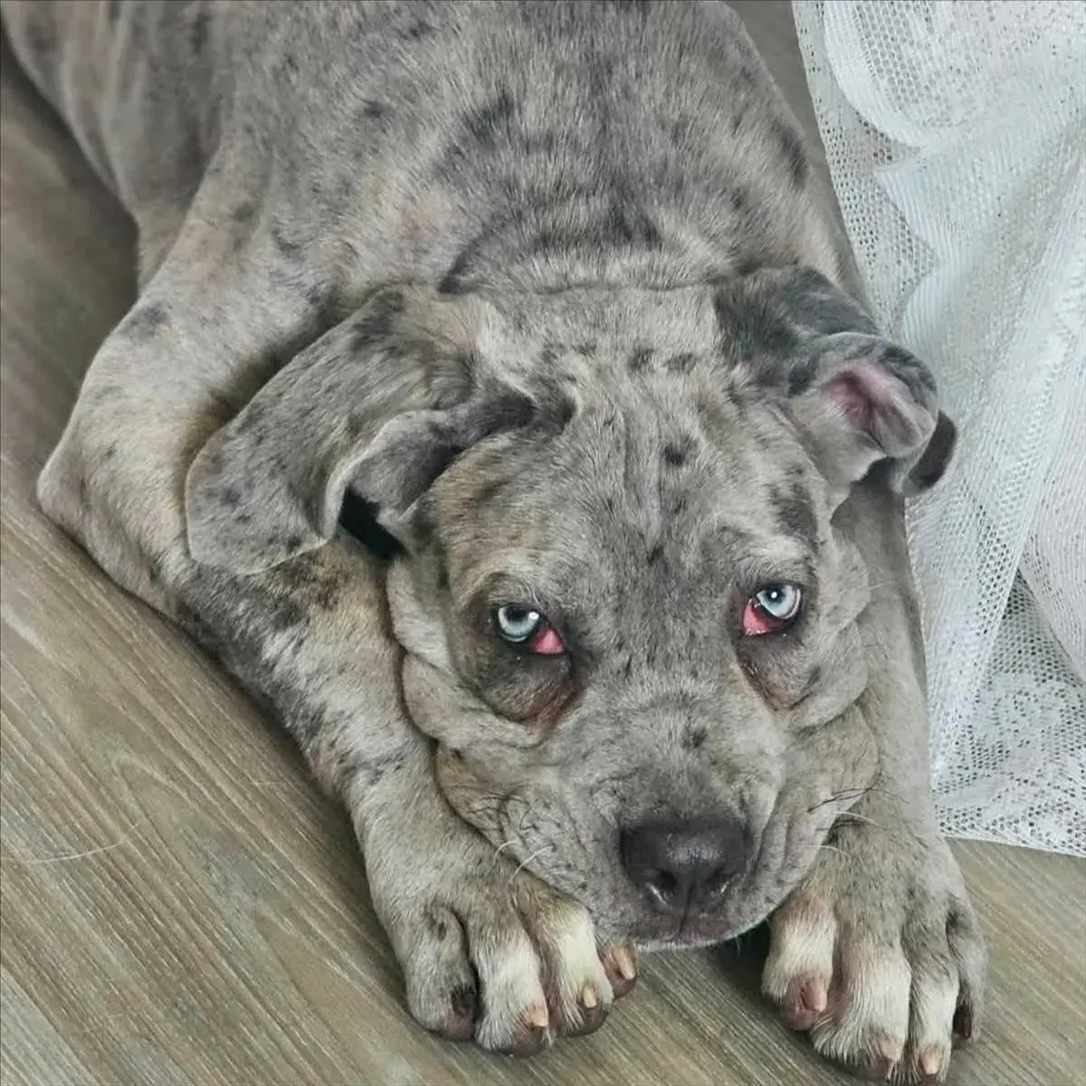 Shir Khan - Cane Corso Italiano - Bild 2