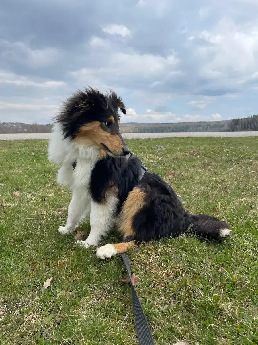 Buscuit - Border Collie - Bild 2