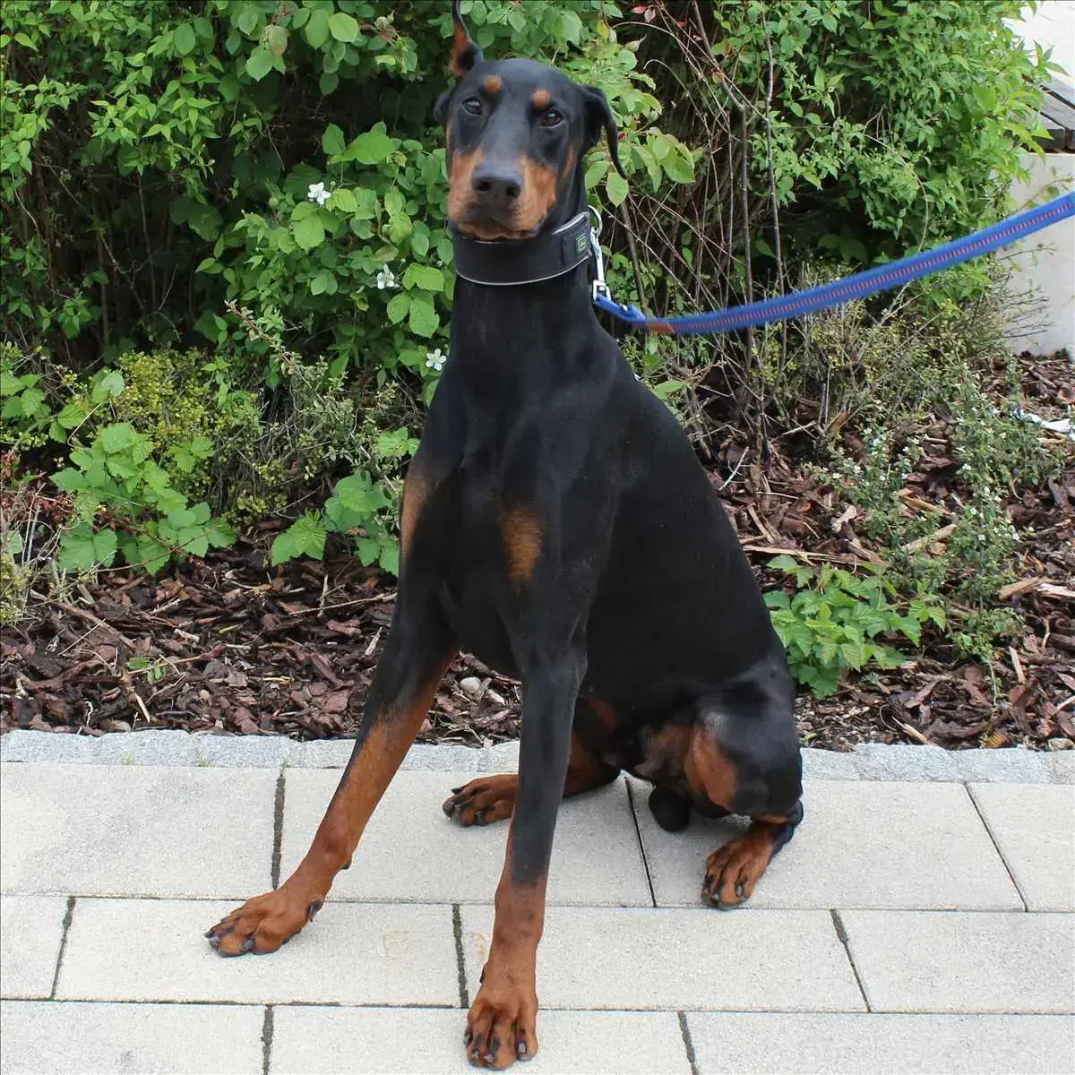 CONAN - Dobermann - Bild 2