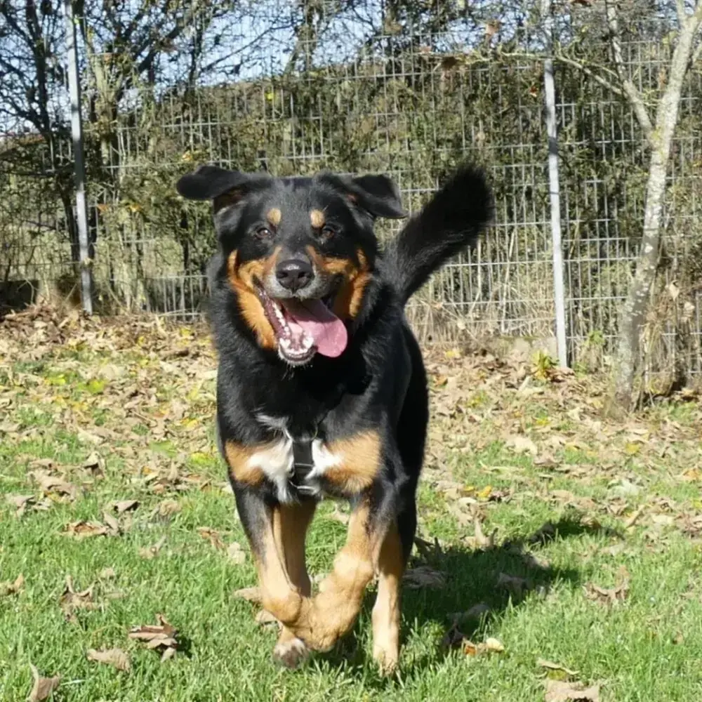 Nero -  - Bild 2