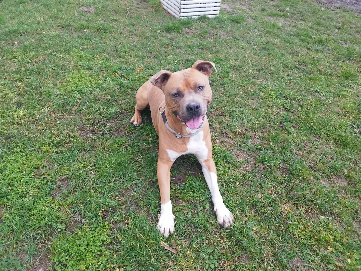 Hector -  - Bild 2