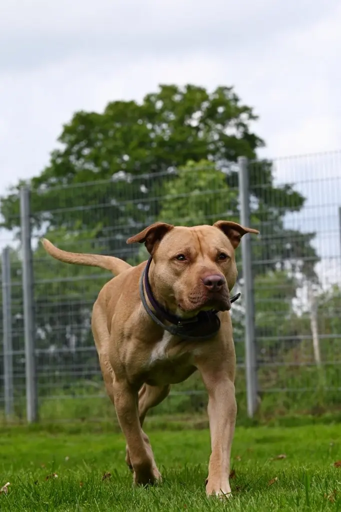 Ace - American Staffordshire Terrier - Bild 12
