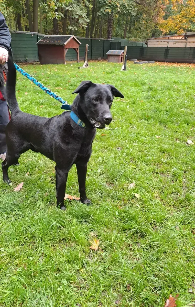 Billy - Labrador Retriever - Bild 3