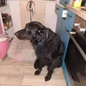 Bruno - Labrador Retriever - Bild 1
