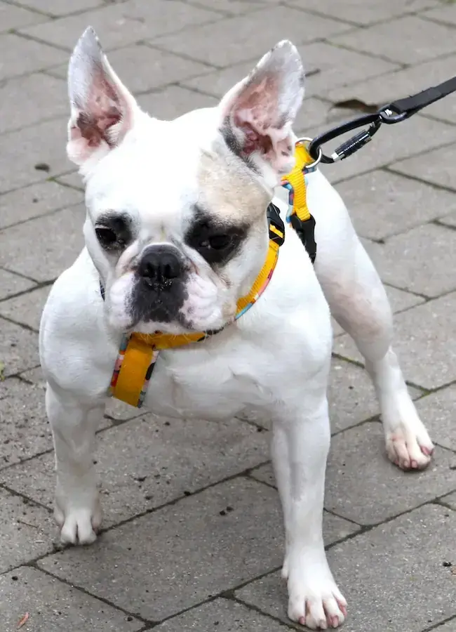 Elsa - Französische Bulldogge - Bild 7