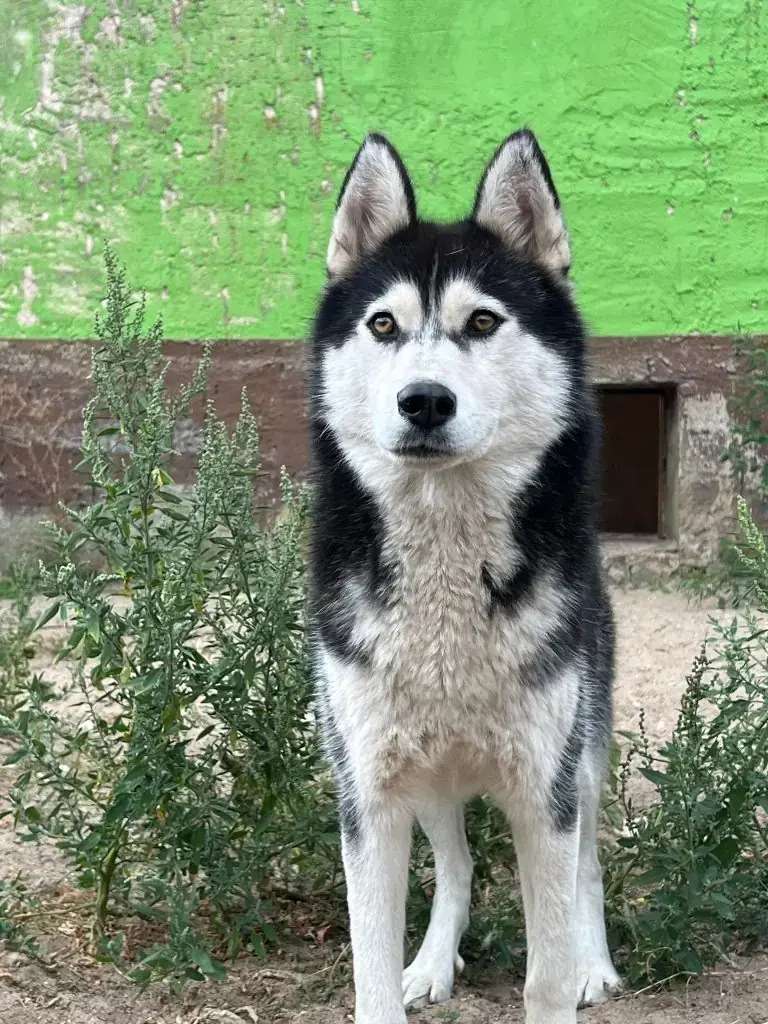 Suki - Siberian Husky - Bild 5
