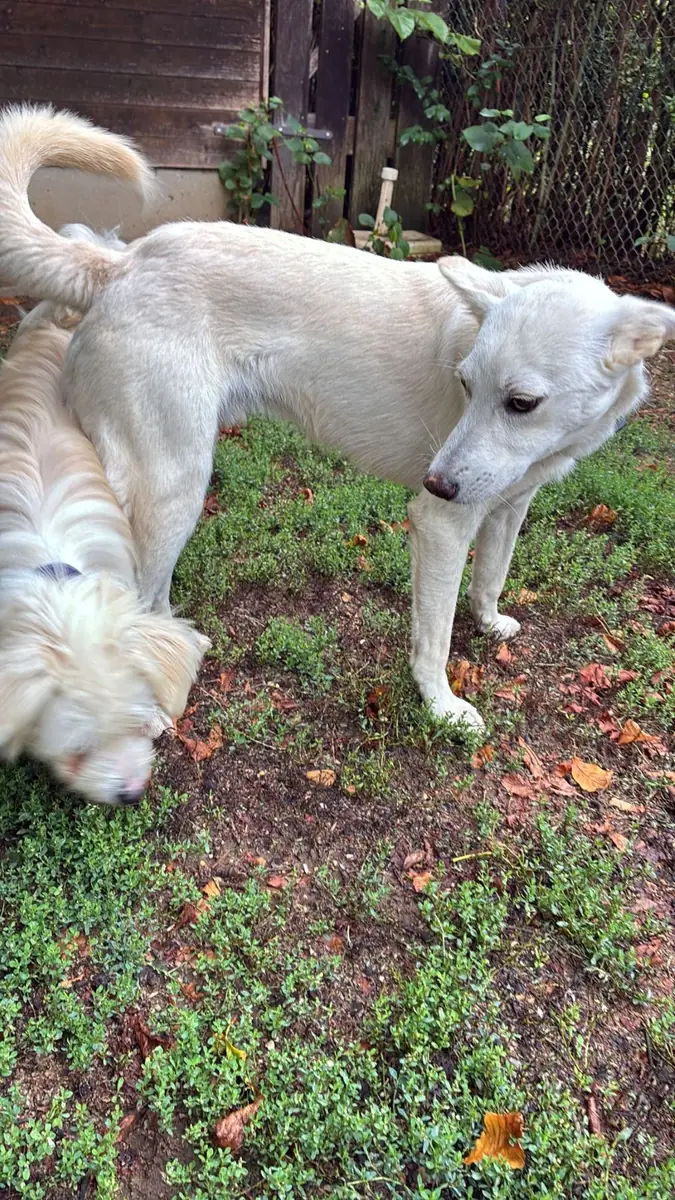 Albus -  - Bild 3