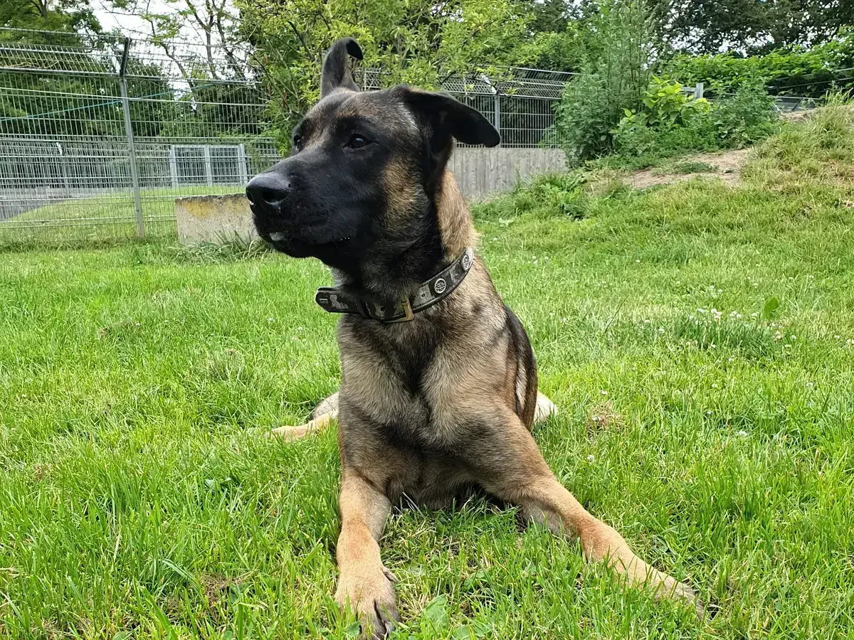 Belgischer Schäferhund Genji